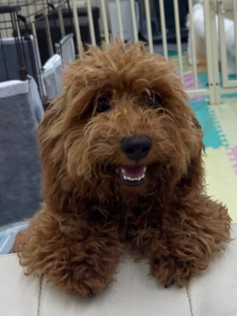 本日幼稚園体験に来てくれました🐶
最初からみんなと激しいワンプロを仕掛けあったり、走り回ったりできていて非常に良かったです🤭
最初は少し興奮気味でしたが、みんなと遊んでいるうちに疲れたのか少しまったりと休憩するタイミングなども見られてよかったです👍

🐾🐶愛犬のお悩みご相談ください🐶🐾
@kenkohmura_official
 ↑フォロー待ってます↑

〒955-0091 新潟県三条市上須頃大割４２８−１
☎︎ 0256-35-2571
✉️ info@kenkohmura.jp
HP: http://kenkohmura.jp
LINE: https://lin.ee/7LIz5sb

#犬幸村#犬の幼稚園 #吠える、噛む #犬のしつけ #トイレ
トイプートイプー可愛いトイプー倶楽部トイプー可愛いすぎるトイプー大好き