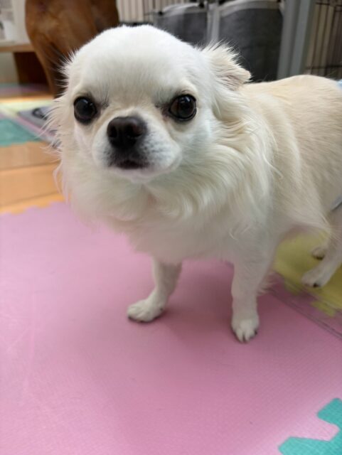 ビビちゃん🐶
本日歯磨きトレーニングを開始して1年11ヶ月が経ちました
歯の状態は少し汚れがついてきています‼️汚れている部分を重点的に磨いて継続を頑張っていきましょう✊

園内ではスタッフの膝の上でのんびり過ごしたり、こむぎちゃんやハニちゃん達にちょっかいを出されてなんだよ‼️とブチギレたりしていました🤣

🐾🐶愛犬のお悩みご相談ください🐶🐾
@kenkohmura_official
 ↑フォロー待ってます↑

〒955-0091 新潟県三条市上須頃大割４２８−１
☎︎ 0256-35-2571
✉️ info@kenkohmura.jp
HP: http://kenkohmura.jp
LINE: https://lin.ee/7LIz5sb

#犬幸村#犬の幼稚園 #吠える、噛む #犬のしつけ #トイレ
チワワチワワ可愛いチワワ倶楽部チワワ可愛いすぎるチワワ大好き