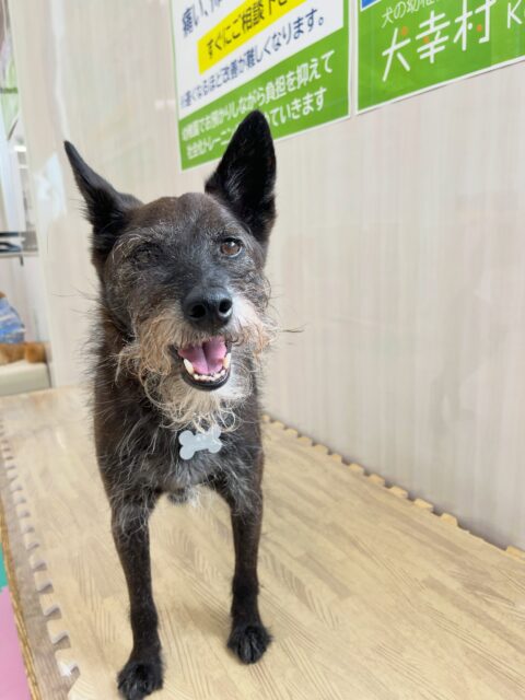 小乃輔ちゃん🐶
ピピちゃんが気になったみたいで後ろついて歩いたり、柵越しでつむぎちゃんとおしゃべりしていました😆
🐾🐶愛犬のお悩みご相談ください🐶🐾
@kenkohmura_official
 ↑フォロー待ってます↑

〒955-0091 新潟県三条市上須頃大割４２８−１
☎︎ 0256-35-2571
✉️ info@kenkohmura.jp
HP: http://kenkohmura.jp
LINE: https://lin.ee/7LIz5sb

#犬幸村#犬の幼稚園 #吠える噛む #犬のしつけ #トイレ
 ミックス犬 ミックス犬大好き ミックス犬可愛い