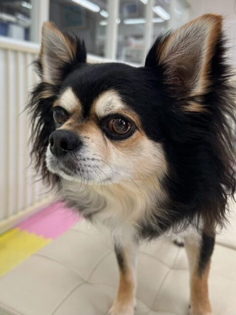 ゴロー丸ちゃん🐶
本日は風夾ちゃんやモカちゃん、クッキーちゃん達と匂いを嗅ぎ合ったり、気になる子達を追いかけてみたりして過ごしていました🤭
お手入れは相変わらずのいただきますスタイルでした🙏上手にやらせてくれてスムーズに終わらせることができました🙇
🐾🐶愛犬のお悩みご相談ください🐶🐾
@kenkohmura_official
↑フォロー待ってます↑
〒955-0091 新潟県三条市上須頃大割428−1
☎︎ 0256-35-2571
✉️ info@kenkohmura.jp
HP: http://kenkohmura.jp
LINE: https://lin.ee/7LIz5sb
#犬幸村#犬の幼稚園 #吠える、噛む #犬のしつけ #トイレ
チワワチワワ可愛いチワワ倶楽部チワワ可愛いすぎるチワワ大好き