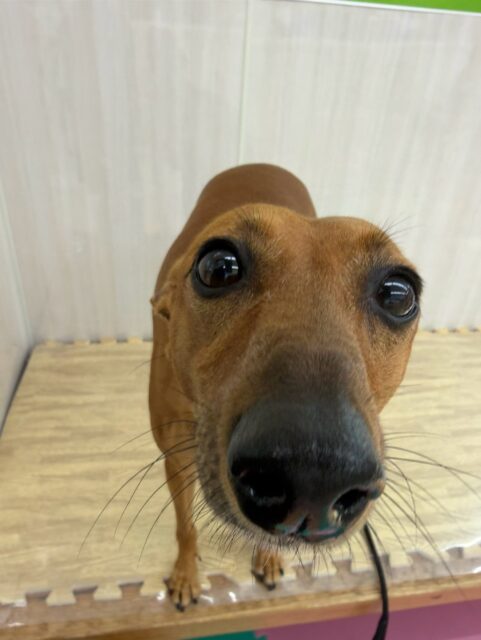 カノアちゃん＆クールちゃん🐶
本日カノアちゃんはマルちゃんに何度も遊びを誘われたり、ちょっかいを出されていましたがあまり嫌がらず満更でもなさそうな感じでした🤣

クールちゃんはニコペットのちびっ子達やマルちゃん、ぽん太達にちょっかいを出されてなんだよ‼️と怒ってみたり、一緒に走り回ったりしていました🤭

🐾🐶愛犬のお悩みご相談ください🐶🐾
@kenkohmura_official
 ↑フォロー待ってます↑

〒955-0091 新潟県三条市上須頃大割４２８−１
☎︎ 0256-35-2571
✉️ info@kenkohmura.jp
HP: http://kenkohmura.jp
LINE: https://lin.ee/7LIz5sb

#犬幸村#犬の幼稚園 #吠える、噛む #犬のしつけ #トイレ
ミックスミックス犬ミニピンミニピン可愛いミニピン倶楽部