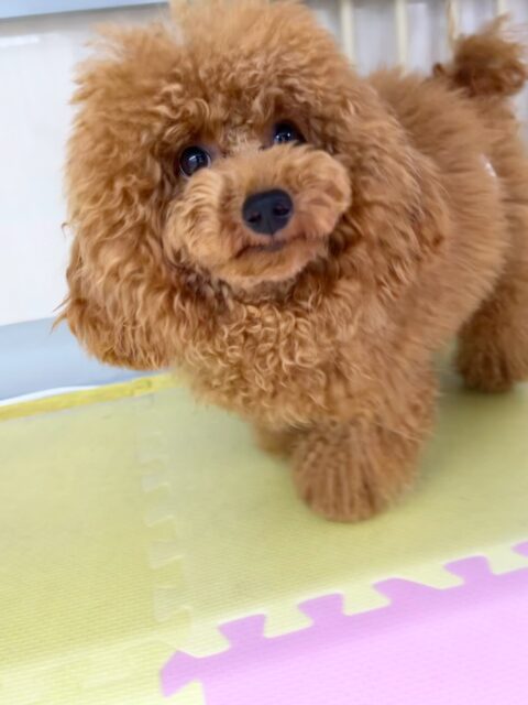 ププちゃん🐶
ポコちゃんやニコペットの子達から遊びに誘われていて大人気のププちゃんでした☺️
🐾🐶愛犬のお悩みご相談ください🐶🐾
@kenkohmura_official
↑フォロー待ってます↑
〒955-0091 新潟県三条市上須頃大割428−1
☎︎ 0256-35-2571
✉️ info@kenkohmura.jp
HP: http://kenkohmura.jp
LINE: https://lin.ee/7LIz5sb
#犬幸村#犬の幼稚園 #吠える噛む #犬のしつけ #トイレ
トイプードル トイプードル大好き トイプードル可愛い