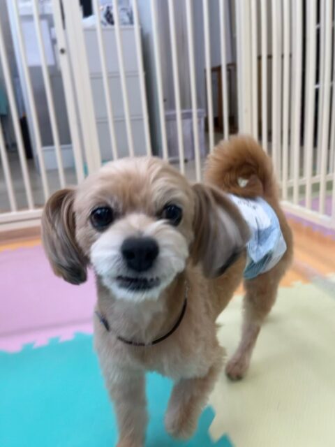 コジロウちゃん🐶
ニコペットにポメラニアンちゃんが気に入ったみたいで後ろについて追いかけたりしていました✨️
お散歩トレーニングでは上手に隣について歩いていました👏
🐾🐶愛犬のお悩みご相談ください🐶🐾
@kenkohmura_official
↑フォロー待ってます↑
〒955-0091 新潟県三条市上須頃大割428−1
☎︎ 0256-35-2571
✉️ info@kenkohmura.jp
HP: http://kenkohmura.jp
LINE: https://lin.ee/7LIz5sb
#犬幸村#犬の幼稚園 #吠える噛む #犬のしつけ #トイレ
ミックス犬 ミックス犬大好き ミックス犬可愛い