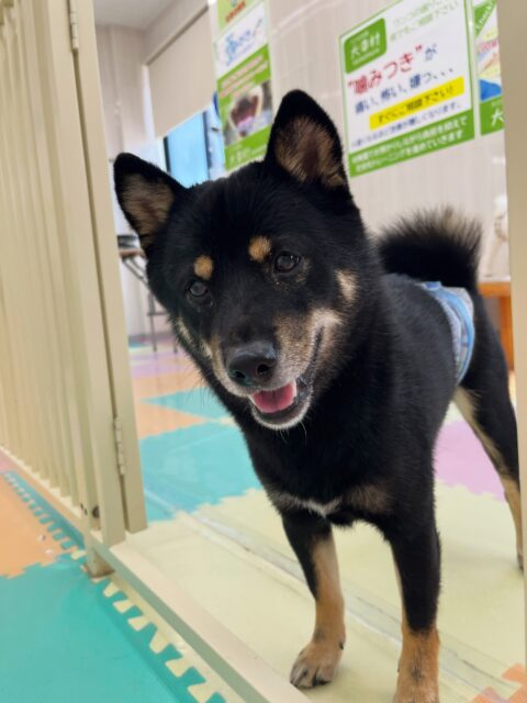 コタローちゃん🐶
コジロウちゃんとおしゃべりしたりニコペットにいる柴犬ちゃんと楽しそうに遊んでいました🎶
クレートの中に入ると疲れたのか休んでいました😪
🐾🐶愛犬のお悩みご相談ください🐶🐾
@kenkohmura_official
↑フォロー待ってます↑
〒955-0091 新潟県三条市上須頃大割428−1
☎︎ 0256-35-2571
✉️ info@kenkohmura.jp
HP: http://kenkohmura.jp
LINE: https://lin.ee/7LIz5sb
#犬幸村#犬の幼稚園 #吠える噛む #犬のしつけ #トイレ
黒柴 黒柴大好き 黒柴可愛い