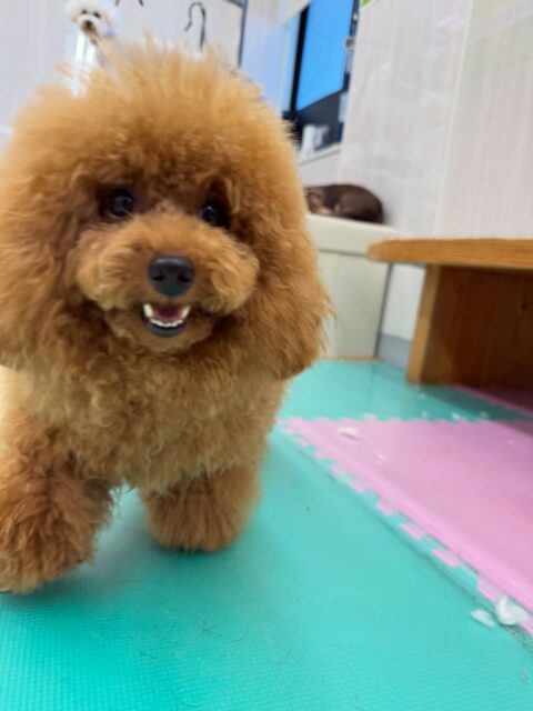 ププちゃん🐶
本日は初めましてのこむぎちゃんや仲良しのマルちゃん、きりまるちゃん達と走り回ったり、ワンプロを仕掛けあったりして楽しんで過ごしていました👍

🐾🐶愛犬のお悩みご相談ください🐶🐾
@kenkohmura_official
 ↑フォロー待ってます↑

〒955-0091 新潟県三条市上須頃大割４２８−１
☎︎ 0256-35-2571
✉️ info@kenkohmura.jp
HP: http://kenkohmura.jp
LINE: https://lin.ee/7LIz5sb

#犬幸村#犬の幼稚園 #吠える、噛む #犬のしつけ #トイレ
トイプートイプー可愛いトイプー倶楽部トイプー可愛いすぎるトイプー大好き