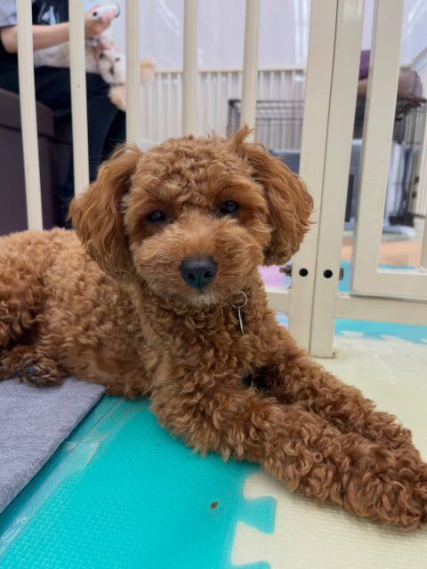 モカちゃん🐶
コタローちゃんとおしゃべりしながら幼稚園の中楽しそうに走り回ったりしていました😆
お散歩トレーニング色んな方に触ってもらえて嬉しそうでした🙌
🐾🐶愛犬のお悩みご相談ください🐶🐾
@kenkohmura_official
↑フォロー待ってます↑
〒955-0091 新潟県三条市上須頃大割428−1
☎︎ 0256-35-2571
✉️ info@kenkohmura.jp
HP: http://kenkohmura.jp
LINE: https://lin.ee/7LIz5sb
#犬幸村#犬の幼稚園 #吠える噛む #犬のしつけ #トイレ
トイプードル トイプードル大好き トイプードル可愛い