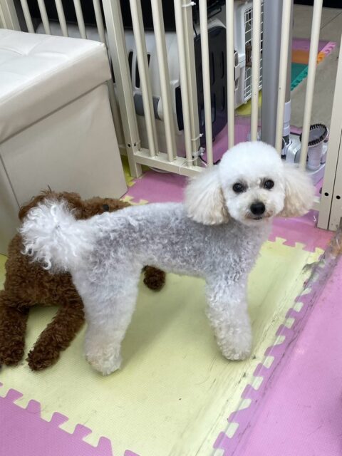 こむぎちゃん🐶
コタローちゃんに遊びに誘われていたり、スタッフに甘えたりしていました😊
顔周りのカット頑張っていました✂️
🐾🐶愛犬のお悩みご相談ください🐶🐾
@kenkohmura_official
↑フォロー待ってます↑
〒955-0091 新潟県三条市上須頃大割428−1
☎︎ 0256-35-2571
✉️ info@kenkohmura.jp
HP: http://kenkohmura.jp
LINE: https://lin.ee/7LIz5sb
#犬幸村#犬の幼稚園 #吠える噛む #犬のしつけ #トイレ
トイプードル トイプードル可愛い トイプードル大好き