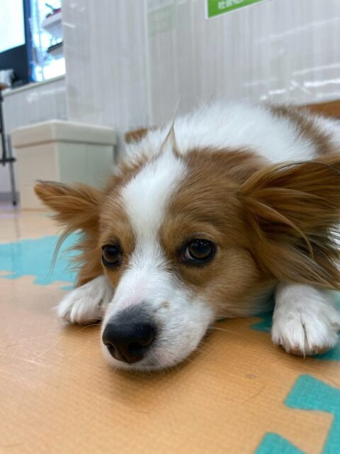 マロンちゃん🐶
本日午前中はふうちゃんやぽん太達と走り回ったりして途中から来たやん丸にもお腹を出したり、構ってアピールをしていましたが、午後からは完全にまったりモードみんなが遊んでいる時にたまに出てきて遊びますが、後他はまったり過ごしていました🤣

🐾🐶愛犬のお悩みご相談ください🐶🐾
@kenkohmura_official
 ↑フォロー待ってます↑

〒955-0091 新潟県三条市上須頃大割４２８−１
☎︎ 0256-35-2571
✉️ info@kenkohmura.jp
HP: http://kenkohmura.jp
LINE: https://lin.ee/7LIz5sb

#犬幸村#犬の幼稚園 #吠える、噛む #犬のしつけ #トイレ
パピヨンパピヨン可愛いパピヨン大好きパピヨン倶楽部パピヨン大好き