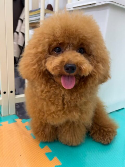 ププちゃん🐶
本日はふうちゃんやココちゃん、ぽん太達と激しいワンプロを仕掛けあったり、たまに巻き込まれたりして楽しそうに過ごしていました🤭

🐾🐶愛犬のお悩みご相談ください🐶🐾
@kenkohmura_official
 ↑フォロー待ってます↑

〒955-0091 新潟県三条市上須頃大割４２８−１
☎︎ 0256-35-2571
✉️ info@kenkohmura.jp
HP: http://kenkohmura.jp
LINE: https://lin.ee/7LIz5sb

#犬幸村#犬の幼稚園 #吠える、噛む #犬のしつけ #トイレ
トイプートイプー可愛いトイプー倶楽部トイプー可愛いすぎるトイプー大好き