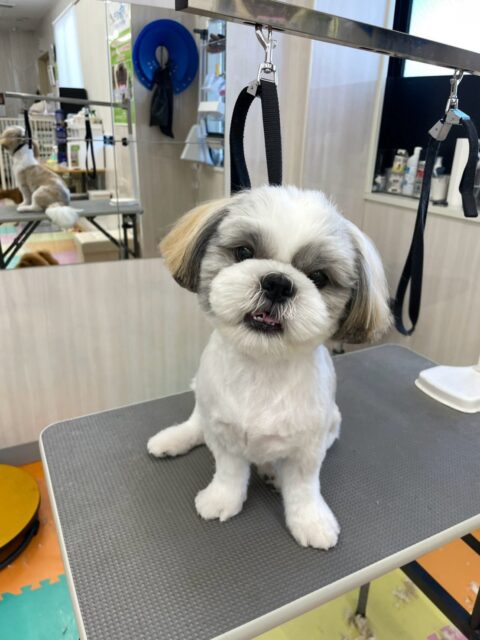 マルちゃん🐶
本日も激しいワンプロを1日中やり合ってみたり、一生懸命走り回ったりして非常に楽しそうに過ごしていました🤭
本日もやり切った表情で満足そうなマルちゃんでした😍

🐾🐶愛犬のお悩みご相談ください🐶🐾
@kenkohmura_official
 ↑フォロー待ってます↑

〒955-0091 新潟県三条市上須頃大割４２８−１
☎︎ 0256-35-2571
✉️ info@kenkohmura.jp
HP: http://kenkohmura.jp
LINE: https://lin.ee/7LIz5sb

#犬幸村#犬の幼稚園 #吠える、噛む #犬のしつけ #トイレ
シーズーシーズー可愛いシーズー大好きシーズー倶楽部シーズー可愛いすぎる