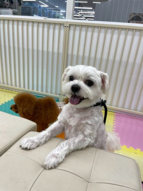 むぎちゃん🐶
本日はスタッフに甘えん坊なむぎちゃん‼️他の子達に遊びに誘われたりしましたが、スタッフ優先なようで常に近くにいてくれて可愛いすぎました😍

🐾🐶愛犬のお悩みご相談ください🐶🐾
@kenkohmura_official
 ↑フォロー待ってます↑

〒955-0091 新潟県三条市上須頃大割４２８−１
☎︎ 0256-35-2571
✉️ info@kenkohmura.jp
HP: http://kenkohmura.jp
LINE: https://lin.ee/7LIz5sb

#犬幸村#犬の幼稚園 #吠える、噛む #犬のしつけ #トイレ
マルチーズマルチーズ可愛いマルチーズ倶楽部マルチーズ可愛いすぎるマルチーズ大好き