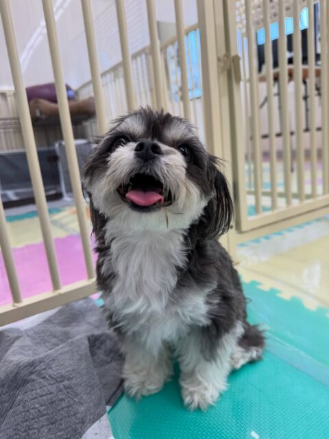 初来園のココちゃん🐶
初めてで最初は緊張した様子でしたが、だんだん慣れてきたのか、ふうちゃんやププちゃん達にたくさんちょっかいを出されたりしていましたが、やめて‼️ときちんと言えていました👍

他にもスタッフの後ろを走って追いかけてみたり、歩き回ったりして初来園で良いスタートが切れました👏

🐾🐶愛犬のお悩みご相談ください🐶🐾
@kenkohmura_official
 ↑フォロー待ってます↑

〒955-0091 新潟県三条市上須頃大割４２８−１
☎︎ 0256-35-2571
✉️ info@kenkohmura.jp
HP: http://kenkohmura.jp
LINE: https://lin.ee/7LIz5sb

#犬幸村#犬の幼稚園 #吠える、噛む #犬のしつけ #トイレ
ミックスミックス犬ミックス犬可愛いミックス犬大好きミックス犬倶楽部
