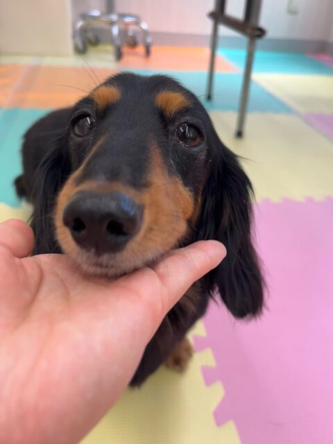 クッキーちゃん🐶
手に顎を乗せて可愛い写真撮れました📷⟡.·
コタローちゃんに遊びに誘われていたり、スタッフに甘えたりしていました😊
🐾🐶愛犬のお悩みご相談ください🐶🐾
@kenkohmura_official
↑フォロー待ってます↑
〒955-0091 新潟県三条市上須頃大割428−1
☎︎ 0256-35-2571
✉️ info@kenkohmura.jp
HP: http://kenkohmura.jp
LINE: https://lin.ee/7LIz5sb
#犬幸村#犬の幼稚園 #吠える噛む #犬のしつけ #トイレ
ミニチュアダックスフンド ミニチュアダックスフンド可愛い ミニチュアダックスフンド大好き
