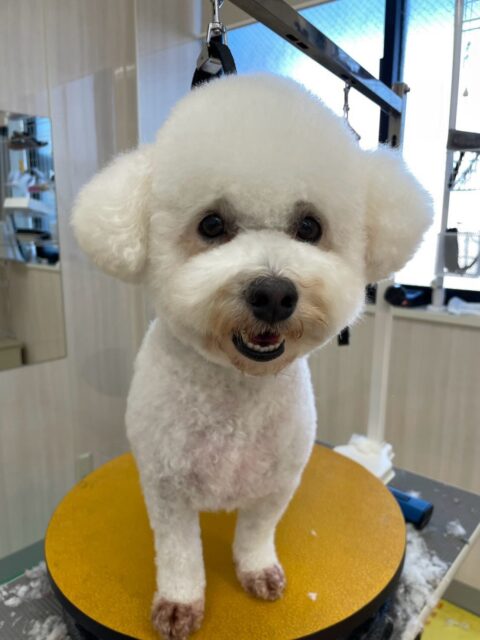 よもぎちゃん🐶
本日はカノアちゃんと匂いを嗅ぎ合ったり、ぽん太とチームビションで一緒にいたりして過ごしていました🤭
いつもよりも動き回ったり、挨拶をしあったりしてコミュニケーションをとっていました👍

🐾🐶愛犬のお悩みご相談ください🐶🐾
@kenkohmura_official
 ↑フォロー待ってます↑

〒955-0091 新潟県三条市上須頃大割４２８−１
☎︎ 0256-35-2571
✉️ info@kenkohmura.jp
HP: http://kenkohmura.jp
LINE: https://lin.ee/7LIz5sb

#犬幸村#犬の幼稚園 #吠える、噛む #犬のしつけ #トイレ
ミックスミックス犬ミックス犬可愛いミックス犬大好きミックス犬倶楽部