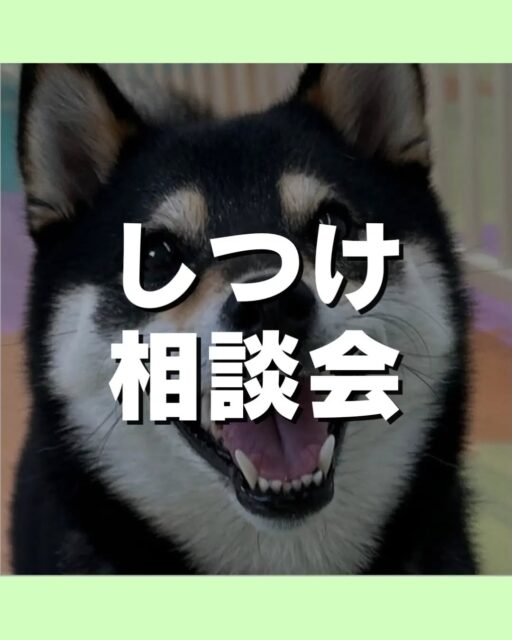しつけ相談会🐶
本日もたくさんの方にご参加いただきました😆
次回の開催日は9/20(日)です😊
甘噛が痛い、怖い、嫌っ⋯
吠え癖が気になるなど
お気軽にお問い合わせください💁
🐾🐶愛犬のお悩みご相談ください🐶🐾
@kenkohmura_official
↑フォロー待ってます↑
〒955-0091 新潟県三条市上須頃大割428−1
☎︎ 0256-35-2571
✉️ info@kenkohmura.jp
HP: http://kenkohmura.jp
LINE: https://lin.ee/7LIz5sb
#犬幸村#犬の幼稚園 #吠える、噛む #犬のしつけ #トイレ