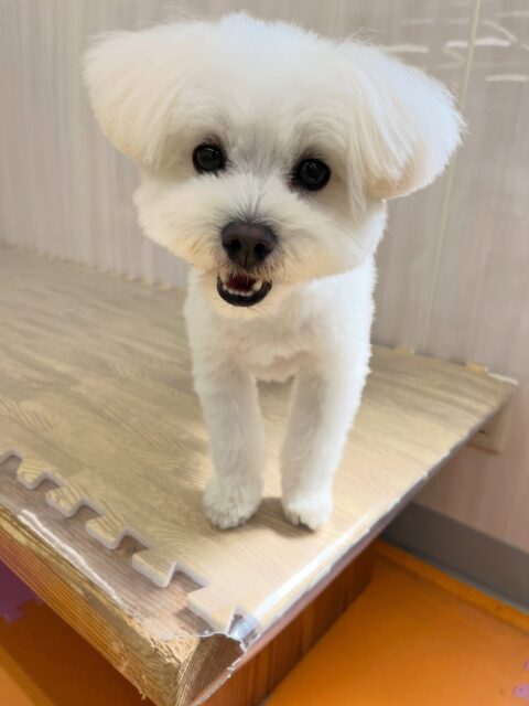 ポコちゃん🐶
大好きなププちゃんと遊んだり、モコちゃんが気に入ったみたいで遊びに誘っていました😄
歯磨きトレーニング開始して1年11ヶ月経過しました🦷🪥✨
歯の白さこれからもキープしていきましょう!
🐾🐶愛犬のお悩みご相談ください🐶🐾
@kenkohmura_official
↑フォロー待ってます↑
〒955-0091 新潟県三条市上須頃大割428−1
☎︎ 0256-35-2571
✉️ info@kenkohmura.jp
HP: http://kenkohmura.jp
LINE: https://lin.ee/7LIz5sb
#犬幸村#犬の幼稚園 #吠える噛む #犬のしつけ #トイレ
ミックス犬 ミックス犬大好き ミックス犬可愛い