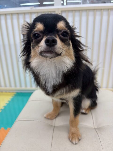 きりまるちゃん＆まろちゃん🐶
本日もきりまるちゃんはいろんな子達と激しいワンプロを仕掛けあったり、たまに乗っかりあったりもして、楽しんでいました👍

まろちゃんは朝からスタッフに甘えん坊さんで、もこちゃんや、ビビちゃん、よもぎちゃん達とみんなでスタッフの膝の上や、椅子の上でのんびり過ごしていました😍

🐾🐶愛犬のお悩みご相談ください🐶🐾
@kenkohmura_official
 ↑フォロー待ってます↑

〒955-0091 新潟県三条市上須頃大割４２８−１
☎︎ 0256-35-2571
✉️ info@kenkohmura.jp
HP: http://kenkohmura.jp
LINE: https://lin.ee/7LIz5sb

#犬幸村#犬の幼稚園 #吠える、噛む #犬のしつけ #トイレ
チワワチワワ可愛いチワワ倶楽部チワワ可愛いすぎるチワワ大好き