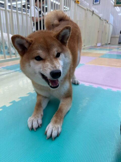 つくしちゃん🐶
本日歯磨きトレーニングを開始して1年11ヶ月が経ちました
歯の状態は少し汚れがついてきてはいますが、白さもキープされています‼️このまま継続を意識して頑張っていきましょう✊

園内では久しぶりのみんなに会えて嬉しそうに走り回ったり、柵越しに激しいおしゃべりをしたり、スタッフに甘えたりして可愛いすぎました😍

🐾🐶愛犬のお悩みご相談ください🐶🐾
@kenkohmura_official
 ↑フォロー待ってます↑

〒955-0091 新潟県三条市上須頃大割４２８−１
☎︎ 0256-35-2571
✉️ info@kenkohmura.jp
HP: http://kenkohmura.jp
LINE: https://lin.ee/7LIz5sb

#犬幸村#犬の幼稚園 #吠える、噛む #犬のしつけ #トイレ
柴犬柴犬可愛い柴犬大好き柴犬倶楽部柴犬可愛いすぎる