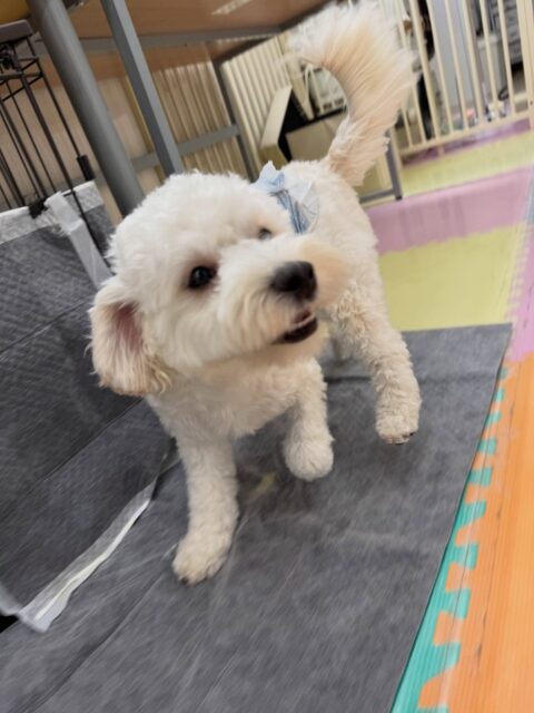 ふうちゃん🐶
本日は朝からププちゃん、ぽん太とずーっとワンプロを仕掛けあったり、走り回ったりして楽しんでいました🤭
疲れ知らずのふうちゃんは、休まずに1日中動き回っていました👏

🐾🐶愛犬のお悩みご相談ください🐶🐾
@kenkohmura_official
 ↑フォロー待ってます↑

〒955-0091 新潟県三条市上須頃大割４２８−１
☎︎ 0256-35-2571
✉️ info@kenkohmura.jp
HP: http://kenkohmura.jp
LINE: https://lin.ee/7LIz5sb

#犬幸村#犬の幼稚園 #吠える、噛む #犬のしつけ #トイレ
ミックスミックス犬ミックス犬可愛いミックス犬大好きミックス犬倶楽部