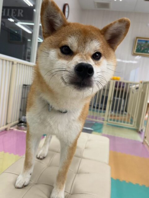 こまちゃん🐶
本日は朝から夕方までかなり動き回っていて、まるちゃんにたくさんちょっかいを出されてなんだよ‼️と言い返したり、追いかけっこをしたりして楽しんでいました🤭
🐾🐶愛犬のお悩みご相談ください🐶🐾
@kenkohmura_official
↑フォロー待ってます↑
〒955-0091 新潟県三条市上須頃大割428−1
☎︎ 0256-35-2571
✉️ info@kenkohmura.jp
HP: http://kenkohmura.jp
LINE: https://lin.ee/7LIz5sb
#犬幸村#犬の幼稚園 #吠える、噛む #犬のしつけ #トイレ
柴犬柴犬可愛い柴犬大好き柴犬倶楽部柴犬可愛いすぎる