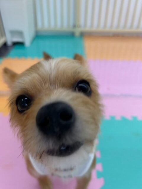 もなかちゃん🐶
本日はいろんな子達からたくさん匂いを嗅がれたり、自分から匂いを嗅ぎに行ったりと上手にコミュニケーションをとっていました👍

🐾🐶愛犬のお悩みご相談ください🐶🐾
@kenkohmura_official
 ↑フォロー待ってます↑

〒955-0091 新潟県三条市上須頃大割４２８−１
☎︎ 0256-35-2571
✉️ info@kenkohmura.jp
HP: http://kenkohmura.jp
LINE: https://lin.ee/7LIz5sb

#犬幸村#犬の幼稚園 #吠える、噛む #犬のしつけ #トイレ
ミックスミックス犬ミックス犬可愛いミックス犬大好きミックス犬倶楽部