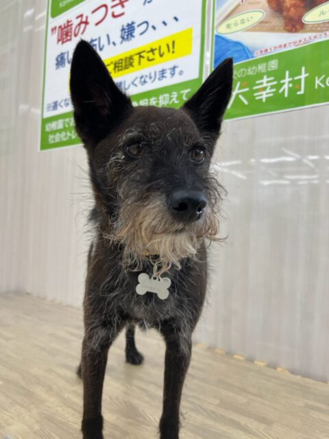 小乃輔ちゃん🐶
本日はぴんこちゃんや鶴丸、ブーちゃん達と激しいおしゃべりをしあってみたり、走り回ったりして非常に楽しそうにして過ごしていました🤭

🐾🐶愛犬のお悩みご相談ください🐶🐾
@kenkohmura_official
 ↑フォロー待ってます↑

〒955-0091 新潟県三条市上須頃大割４２８−１
☎︎ 0256-35-2571
✉️ info@kenkohmura.jp
HP: http://kenkohmura.jp
LINE: https://lin.ee/7LIz5sb

#犬幸村#犬の幼稚園 #吠える、噛む #犬のしつけ #トイレ
ミックスミックス犬ミックス犬可愛いミックス犬倶楽部ミックス犬可愛いすぎる