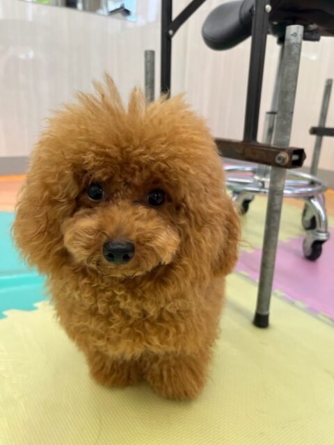 ププちゃん🐶
本日はゆずちゃんがお気に入りなようで、追いかけてみたり、まるちゃんと追いかけっこをしたりして走り回ったりしていました🤭
🐾🐶愛犬のお悩みご相談ください🐶🐾
@kenkohmura_official
↑フォロー待ってます↑
〒955-0091 新潟県三条市上須頃大割428−1
☎︎ 0256-35-2571
✉️ info@kenkohmura.jp
HP: http://kenkohmura.jp
LINE: https://lin.ee/7LIz5sb
#犬幸村#犬の幼稚園 #吠える、噛む #犬のしつけ #トイレ
トイプートイプー可愛いトイプー大好きトイプー可愛いすぎるトイプー倶楽部