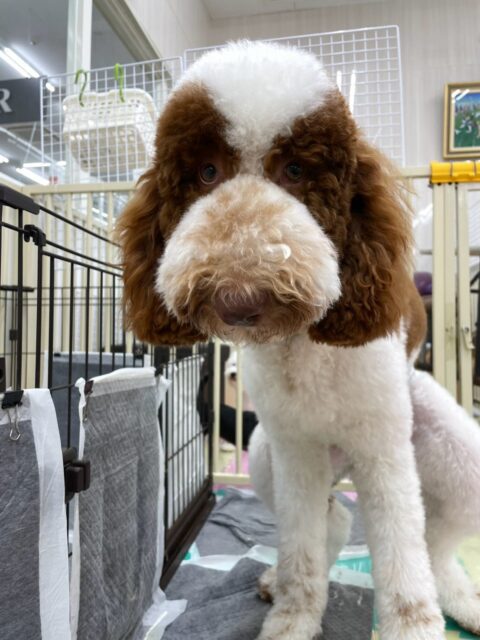 バロンちゃん🐶
ニコペットにいる柴犬ちゃんと仲良く楽しそうに遊んでいました😁
歯磨きトレーニング開始して1ヶ月経過しました🦷🪥✨
まだ歯磨き苦手なのですがこれからも頑張りましょう!
🐾🐶愛犬のお悩みご相談ください🐶🐾
@kenkohmura_official
↑フォロー待ってます↑
〒955-0091 新潟県三条市上須頃大割428−1
☎︎ 0256-35-2571
✉️ info@kenkohmura.jp
HP: http://kenkohmura.jp
LINE: https://lin.ee/7LIz5sb
#犬幸村#犬の幼稚園 #吠える噛む #犬のしつけ #トイレ
スタンダードプードル スタンダードプードル可愛い スタンダードプードル大好き