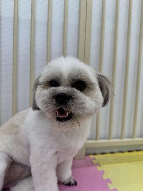 ゆずちゃん🐶
本日は朝からププちゃんやぽん太達と走り回ったり、ワンプロを仕掛けあったりしてみんなで楽しく遊んでいました🤭
途中からまるちゃんも入ってきて楽しそうに過ごしていました👍
🐾🐶愛犬のお悩みご相談ください🐶🐾
@kenkohmura_official
↑フォロー待ってます↑
〒955-0091 新潟県三条市上須頃大割428−1
☎︎ 0256-35-2571
✉️ info@kenkohmura.jp
HP: http://kenkohmura.jp
LINE: https://lin.ee/7LIz5sb
#犬幸村#犬の幼稚園 #吠える、噛む #犬のしつけ #トイレ
ミックスミックス犬ミックス犬可愛いミックス犬倶楽部ミックス犬大好き