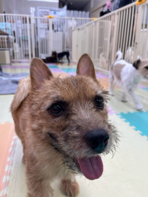 本日の鶴丸🐶
本日はブーちゃんがお気に入りのようで追いかけっこをしてもらったり、一緒にワンプロを仕掛けあったりして遊んでいました🤭

🐾🐶愛犬のお悩みご相談ください🐶🐾
@kenkohmura_official
 ↑フォロー待ってます↑

〒955-0091 新潟県三条市上須頃大割４２８−１
☎︎ 0256-35-2571
✉️ info@kenkohmura.jp
HP: http://kenkohmura.jp
LINE: https://lin.ee/7LIz5sb

#犬幸村#犬の幼稚園 #吠える、噛む #犬のしつけ #トイレ
ノーリッチテリアノーリッチテリア可愛いノーリッチテリア倶楽部ノーリッチテリア可愛いすぎるノーリッチテリア大好き