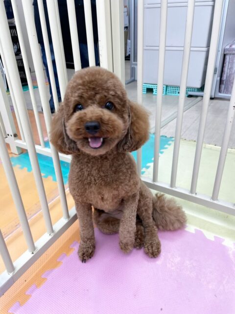 モコちゃん🐶
ポコちゃんに気にいられたみたいで遊びに誘われていました✨️
お手入れやカット頑張っていました✂️
🐾🐶愛犬のお悩みご相談ください🐶🐾
@kenkohmura_official
↑フォロー待ってます↑
〒955-0091 新潟県三条市上須頃大割428−1
☎︎ 0256-35-2571
✉️ info@kenkohmura.jp
HP: http://kenkohmura.jp
LINE: https://lin.ee/7LIz5sb
#犬幸村#犬の幼稚園 #吠える噛む #犬のしつけ #トイレ
トイプードル トイプードル可愛い トイプードル大好き