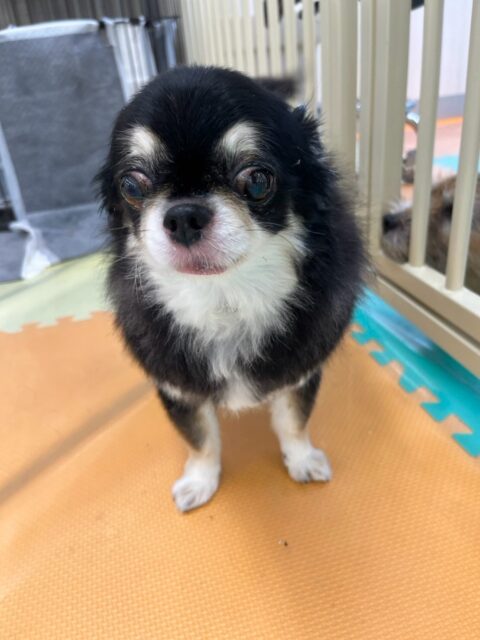 こまめちゃん＆カプチーノちゃん🐶
本日こまめちゃんは、幸ちゃんが気になるのか匂いを嗅いだり、自分から挨拶をしに行ったりしてコミュニケーションをとっていました👍

カプチーノちゃんはこまめちゃんの後ろに続いて歩き回ったり、こまめちゃんが挨拶した子達の匂いを嗅いだりして過ごしていました🤭

🐾🐶愛犬のお悩みご相談ください🐶🐾
@kenkohmura_official
 ↑フォロー待ってます↑

〒955-0091 新潟県三条市上須頃大割４２８−１
☎︎ 0256-35-2571
✉️ info@kenkohmura.jp
HP: http://kenkohmura.jp
LINE: https://lin.ee/7LIz5sb

#犬幸村#犬の幼稚園 #吠える、噛む #犬のしつけ #トイレ
チワワチワワ可愛いチワワ倶楽部チワワ可愛いすぎる