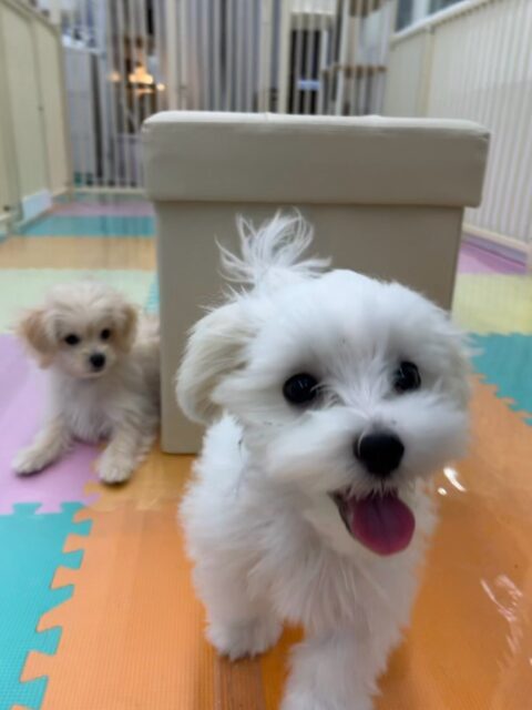 初来園のチコちゃん🐶
体験の時よりも走り回ったり、遊びを誘い合ったりできていてすごく良かったです‼️たくさんお友達もできたようで満足そうな表情でした🤭

🐾🐶愛犬のお悩みご相談ください🐶🐾
@kenkohmura_official
 ↑フォロー待ってます↑

〒955-0091 新潟県三条市上須頃大割４２８−１
☎︎ 0256-35-2571
✉️ info@kenkohmura.jp
HP: http://kenkohmura.jp
LINE: https://lin.ee/7LIz5sb

#犬幸村#犬の幼稚園 #吠える、噛む #犬のしつけ #トイレ
マルチーズマルチーズ可愛いマルチーズ倶楽部マルチーズ大好きマルチーズ可愛いすぎる