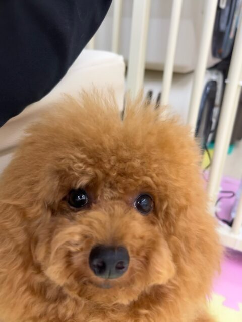 ププちゃん🐶
ニコペットにいる子達と仲良く遊んでいました😊
お散歩トレーニング本日もルンルンでした🎶
🐾🐶愛犬のお悩みご相談ください🐶🐾
@kenkohmura_official
 ↑フォロー待ってます↑

〒955-0091 新潟県三条市上須頃大割４２８−１
☎︎ 0256-35-2571
✉️ info@kenkohmura.jp
HP: http://kenkohmura.jp
LINE: https://lin.ee/7LIz5sb

#犬幸村#犬の幼稚園 #吠える噛む #犬のしつけ #トイレ
 トイプードル トイプードル可愛い トイプードル大好き