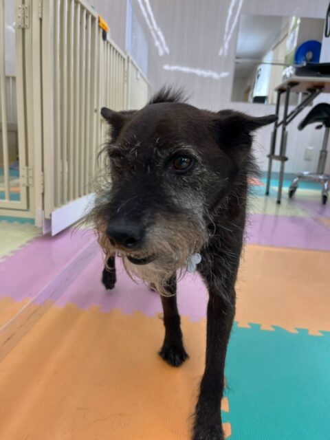 小乃輔ちゃん🐶
本日は大吉ちゃんややん丸達とたくさんお話をしあったり、して激しく過ごしていました🤭
🐾🐶愛犬のお悩みご相談ください🐶🐾
@kenkohmura_official
↑フォロー待ってます↑
〒955-0091 新潟県三条市上須頃大割428−1
☎︎ 0256-35-2571
✉️ info@kenkohmura.jp
HP: http://kenkohmura.jp
LINE: https://lin.ee/7LIz5sb
#犬幸村#犬の幼稚園 #吠える、噛む #犬のしつけ #トイレ
ミックスミックス犬ミックス犬可愛いミックス犬大好きミックス犬倶楽部