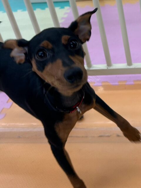 ぴんこちゃん🐶
本日はブーちゃんや鶴丸、ププちゃんやモカちゃん達と走り回ったり、みんなでワンプロを仕掛けあったりして楽しそうにしていました🤭

🐾🐶愛犬のお悩みご相談ください🐶🐾
@kenkohmura_official
 ↑フォロー待ってます↑

〒955-0091 新潟県三条市上須頃大割４２８−１
☎︎ 0256-35-2571
✉️ info@kenkohmura.jp
HP: http://kenkohmura.jp
LINE: https://lin.ee/7LIz5sb

#犬幸村#犬の幼稚園 #吠える、噛む #犬のしつけ #トイレ
ミニピンミニピン可愛いミニピン大好きミニピン倶楽部ミニピン可愛いすぎる