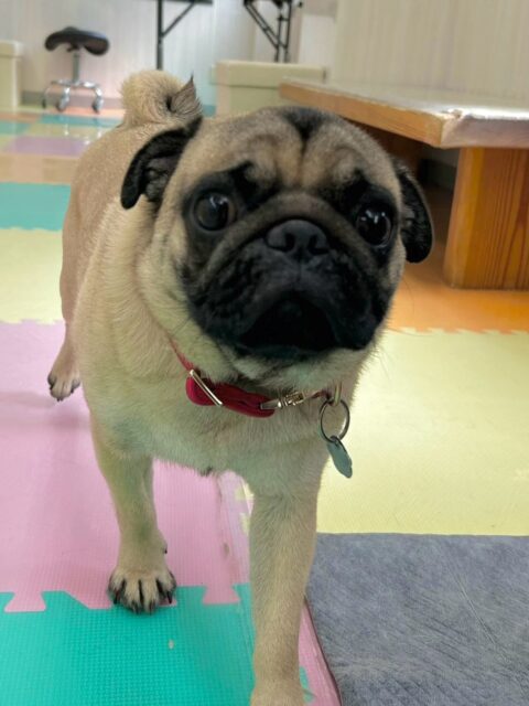 ブーちゃん🐶
本日は、鶴丸、ニコペットの柴犬ちゃん達と永遠に走り回ったり、みんなでワンプロを仕掛けあったりしてめちゃくちゃ動き回っていました🤣
疲れた様子をあまり見せることなく楽しんでいました👍

🐾🐶愛犬のお悩みご相談ください🐶🐾
@kenkohmura_official
 ↑フォロー待ってます↑

〒955-0091 新潟県三条市上須頃大割４２８−１
☎︎ 0256-35-2571
✉️ info@kenkohmura.jp
HP: http://kenkohmura.jp
LINE: https://lin.ee/7LIz5sb

#犬幸村#犬の幼稚園 #吠える、噛む #犬のしつけ #トイレ
パグパグ可愛いパグ大好きパグ可愛いすぎるパグ倶楽部