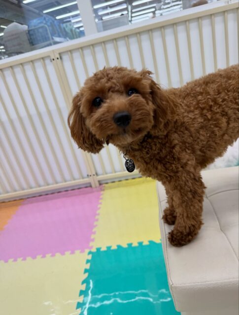 モカちゃん🐶
本日も仲良しのププちゃんや、幸ちゃん、ぴんこちゃん達と走り回ったり、みんなでワンプロを仕掛けあったりして楽しそうにして過ごしていました🤭

🐾🐶愛犬のお悩みご相談ください🐶🐾
@kenkohmura_official
 ↑フォロー待ってます↑

〒955-0091 新潟県三条市上須頃大割４２８−１
☎︎ 0256-35-2571
✉️ info@kenkohmura.jp
HP: http://kenkohmura.jp
LINE: https://lin.ee/7LIz5sb

#犬幸村#犬の幼稚園 #吠える、噛む #犬のしつけ #トイレ
トイプートイプー可愛いトイプー倶楽部トイプー可愛いすぎるトイプー大好き