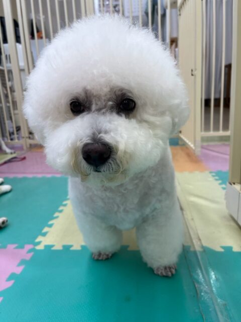 大吉ちゃん🐶
本日はまるちゃんやぽん太達とたくさんちょっかいを出し合ったりして上手に遊んでいたり、ゆっくり休憩してまた挨拶回りをしたりしていつもよりも動き回る1日でした🤭
🐾🐶愛犬のお悩みご相談ください🐶🐾
@kenkohmura_official
↑フォロー待ってます↑
〒955-0091 新潟県三条市上須頃大割428−1
☎︎ 0256-35-2571
✉️ info@kenkohmura.jp
HP: http://kenkohmura.jp
LINE: https://lin.ee/7LIz5sb
#犬幸村#犬の幼稚園 #吠える、噛む #犬のしつけ #トイレ
ビションフリーゼビション倶楽部ビションビション可愛いすぎるビション大好き