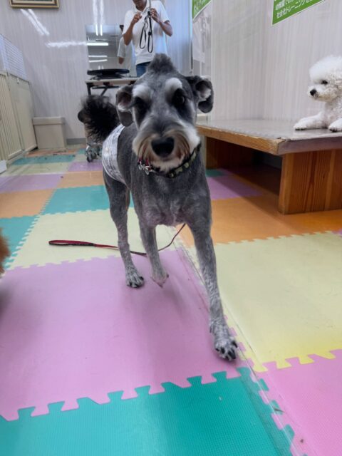 ペリーちゃん🐶
本日はププちゃんやゆずちゃん、ぽん太達と走り回ったり、ワンプロを仕掛けあったりしてはしゃぎ回っていました🤭
みんなで遊び回ったりして夕方にはまったりモードしっかり休んでいました👍
🐾🐶愛犬のお悩みご相談ください🐶🐾
@kenkohmura_official
↑フォロー待ってます↑
〒955-0091 新潟県三条市上須頃大割428−1
☎︎ 0256-35-2571
✉️ info@kenkohmura.jp
HP: http://kenkohmura.jp
LINE: https://lin.ee/7LIz5sb
#犬幸村#犬の幼稚園 #吠える、噛む #犬のしつけ #トイレ
シュナウザーシュナウザー倶楽部シュナウザー大好きシュナウザー可愛いすぎる
