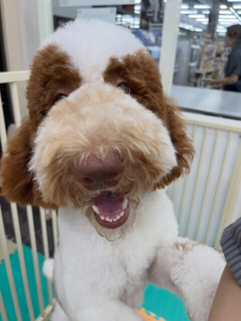 バロンちゃん🐶
くーちゃんやニコペットにいる柴犬ちゃんと激しくワンプロしていました😆
🐾🐶愛犬のお悩みご相談ください🐶🐾
@kenkohmura_official
 ↑フォロー待ってます↑

〒955-0091 新潟県三条市上須頃大割４２８−１
☎︎ 0256-35-2571
✉️ info@kenkohmura.jp
HP: http://kenkohmura.jp
LINE: https://lin.ee/7LIz5sb

#犬幸村#犬の幼稚園 #吠える噛む #犬のしつけ #トイレ
 スタンダードプードル スタンダードプードル可愛い スタンダードプードル大好き