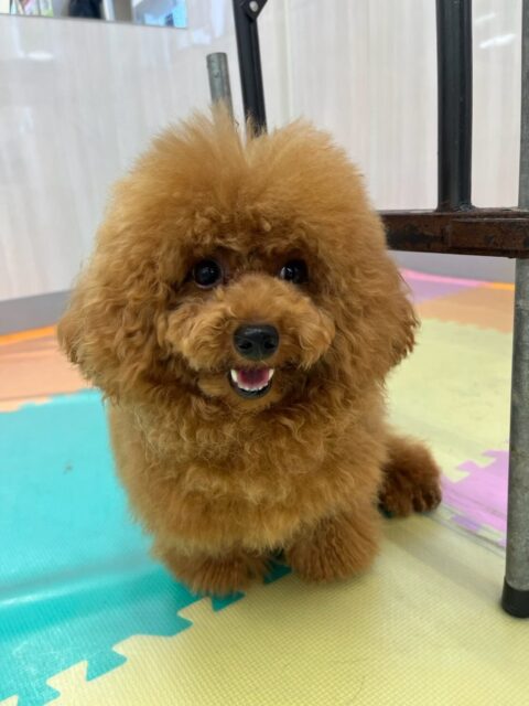 ププちゃん🐶
本日はモカちゃんや幸ちゃん達と走り回ったり、みんなで動き回ったりして遊んでいました🤭
午前中はあまりテンションが上がりませんでしたが午後からは楽しそうに遊べていました👍

🐾🐶愛犬のお悩みご相談ください🐶🐾
@kenkohmura_official
 ↑フォロー待ってます↑

〒955-0091 新潟県三条市上須頃大割４２８−１
☎︎ 0256-35-2571
✉️ info@kenkohmura.jp
HP: http://kenkohmura.jp
LINE: https://lin.ee/7LIz5sb

#犬幸村#犬の幼稚園 #吠える、噛む #犬のしつけ #トイレ
トイプートイプー可愛いトイプー倶楽部トイプー可愛いすぎるトイプー大好き