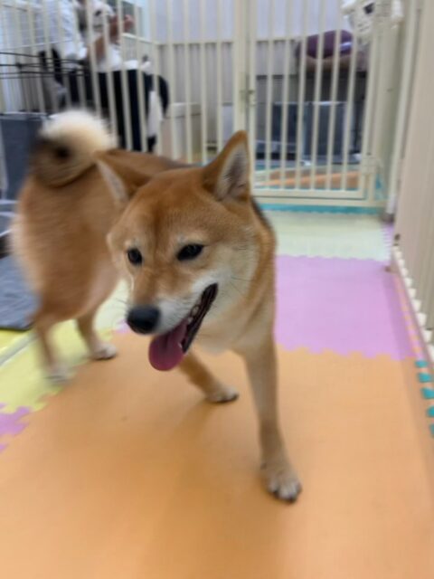 のりまきちゃん🐶
本日は朝からハイテンションで走り回ったり、遊びを仕掛けてみたりして大はしゃぎでした🤭
まるちゃんやペリーちゃん、ププちゃんやぽん太達とはしゃぎ回って満足げな表情でした👍
🐾🐶愛犬のお悩みご相談ください🐶🐾
@kenkohmura_official
↑フォロー待ってます↑
〒955-0091 新潟県三条市上須頃大割428−1
☎︎ 0256-35-2571
✉️ info@kenkohmura.jp
HP: http://kenkohmura.jp
LINE: https://lin.ee/7LIz5sb
#犬幸村#犬の幼稚園 #吠える、噛む #犬のしつけ #トイレ
柴犬柴犬可愛い柴犬倶楽部柴犬大好き柴犬可愛いすぎる柴犬大好き