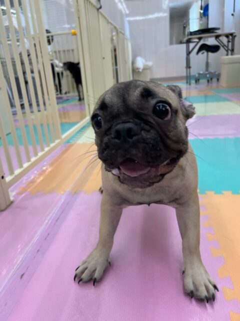 まるちゃん🐶
本日も1日中走り回ったり、はしゃぎ回ったり、遊びを誘ったりして一生懸命体を動かしていました👍
全く疲れないまるちゃん‼️みんなが休んでいるのにまるちゃんはずーっと動き回っていました🤭
🐾🐶愛犬のお悩みご相談ください🐶🐾
@kenkohmura_official
↑フォロー待ってます↑
〒955-0091 新潟県三条市上須頃大割428−1
☎︎ 0256-35-2571
✉️ info@kenkohmura.jp
HP: http://kenkohmura.jp
LINE: https://lin.ee/7LIz5sb
#犬幸村#犬の幼稚園 #吠える、噛む #犬のしつけ #トイレ
フレブルフレブル可愛いフレブル倶楽部フレブル可愛いすぎるフレブル大好き