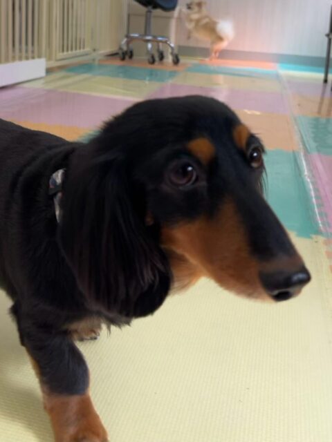 クッキーちゃん🐶
こむぎちゃんが気になったみたいで臭い嗅いでいました☺️
お散歩トレーニングやお手入れ頑張っていました✨️
🐾🐶愛犬のお悩みご相談ください🐶🐾
@kenkohmura_official
 ↑フォロー待ってます↑

〒955-0091 新潟県三条市上須頃大割４２８−１
☎︎ 0256-35-2571
✉️ info@kenkohmura.jp
HP: http://kenkohmura.jp
LINE: https://lin.ee/7LIz5sb

#犬幸村#犬の幼稚園 #吠える噛む #犬のしつけ #トイレ
 ミニチュアダックスフンド ミニチュアダックスフンド可愛い ミニチュアダックスフンド大好き