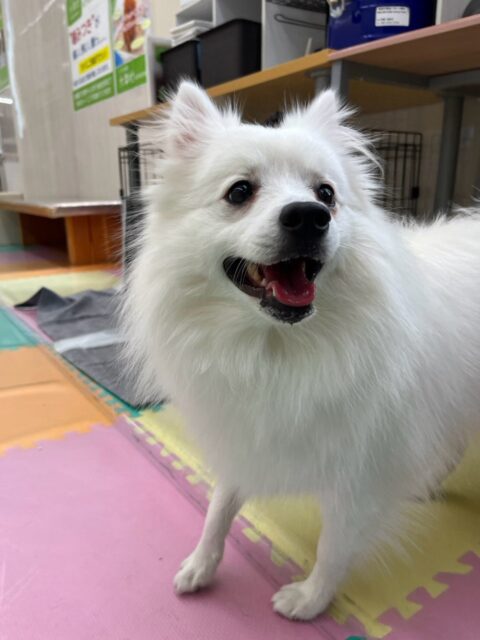 幸ちゃん🐶
本日はブーちゃんやぴんこちゃん達にたくさん遊びに誘われたり、こまめちゃんやモカちゃん達に挨拶をされたりして大人気者でした🤭

🐾🐶愛犬のお悩みご相談ください🐶🐾
@kenkohmura_official
 ↑フォロー待ってます↑

〒955-0091 新潟県三条市上須頃大割４２８−１
☎︎ 0256-35-2571
✉️ info@kenkohmura.jp
HP: http://kenkohmura.jp
LINE: https://lin.ee/7LIz5sb

#犬幸村#犬の幼稚園 #吠える、噛む #犬のしつけ #トイレ
スピッツスピッツ大好きスピッツ倶楽部スピッツ可愛いすぎる