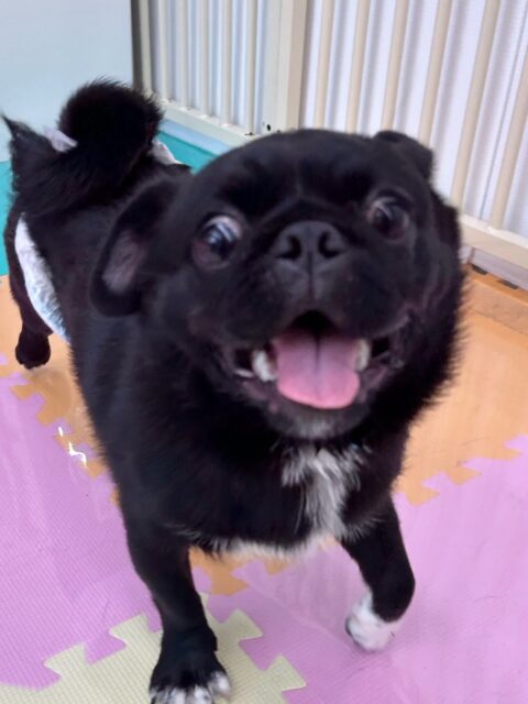 くま次郎ちゃん🐶
ベンが気に入ったみたいで遊びに誘っていたり、くーちゃんと楽しそうに遊んでいました😆
スタッフともあまがみくんを使って遊んでいました✨️
🐾🐶愛犬のお悩みご相談ください🐶🐾
@kenkohmura_official
 ↑フォロー待ってます↑

〒955-0091 新潟県三条市上須頃大割４２８−１
☎︎ 0256-35-2571
✉️ info@kenkohmura.jp
HP: http://kenkohmura.jp
LINE: https://lin.ee/7LIz5sb

#犬幸村#犬の幼稚園 #吠える噛む #犬のしつけ #トイレ
 ミックス犬 ミックス犬大好き ミックス犬可愛い