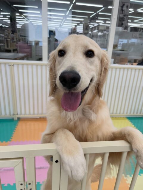 くーちゃん🐶
くま次郎ちゃんやバロンちゃんやニコペットにいる柴犬ちゃんと楽しそうに遊んでいました🎶
お手入れも上手にできていたり、お散歩トレーニングも頑張っていました👏
🐾🐶愛犬のお悩みご相談ください🐶🐾
@kenkohmura_official
 ↑フォロー待ってます↑

〒955-0091 新潟県三条市上須頃大割４２８−１
☎︎ 0256-35-2571
✉️ info@kenkohmura.jp
HP: http://kenkohmura.jp
LINE: https://lin.ee/7LIz5sb

#犬幸村#犬の幼稚園 #吠える噛む #犬のしつけ #トイレ
 ゴールデンレトリバー ゴールデンレトリバー可愛い ゴールデンレトリバー大好き