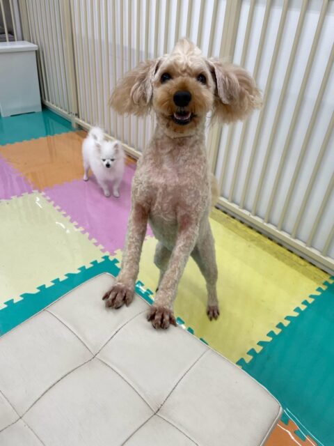 ルイちゃん＆イブちゃん🐶
ルイちゃんはププちゃんが気に入ったみたいで遊びに誘っていました😁
イブちゃんはやん丸と挨拶したりスタッフに甘えたりしていました☺️
歯磨きトレーニング開始して1年11ヶ月経過しました🦷🪥✨
これからも頑張りましょう！！
🐾🐶愛犬のお悩みご相談ください🐶🐾
@kenkohmura_official
 ↑フォロー待ってます↑

〒955-0091 新潟県三条市上須頃大割４２８−１
☎︎ 0256-35-2571
✉️ info@kenkohmura.jp
HP: http://kenkohmura.jp
LINE: https://lin.ee/7LIz5sb

#犬幸村#犬の幼稚園 #吠える噛む #犬のしつけ #トイレ
 トイプードル トイプードル可愛い トイプードル大好き