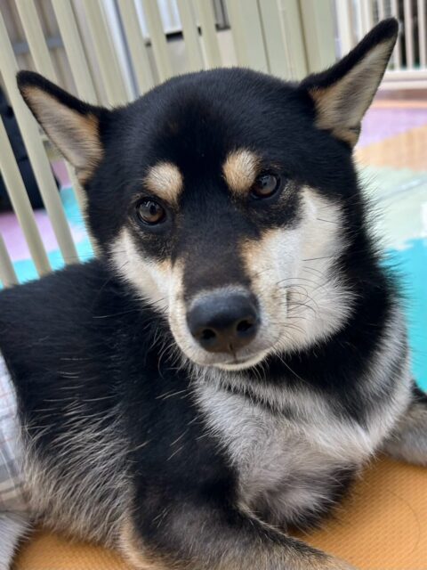 北斗ちゃん🐶
ニコペットにいる柴犬ちゃんに遊びに誘われていてしつこいと叱っていました😊
スタッフにヒップアタックして甘えてました🙌
🐾🐶愛犬のお悩みご相談ください🐶🐾
@kenkohmura_official
 ↑フォロー待ってます↑

〒955-0091 新潟県三条市上須頃大割４２８−１
☎︎ 0256-35-2571
✉️ info@kenkohmura.jp
HP: http://kenkohmura.jp
LINE: https://lin.ee/7LIz5sb

#犬幸村#犬の幼稚園 #吠える噛む #犬のしつけ #トイレ
 黒柴 黒柴可愛い 黒柴大好き